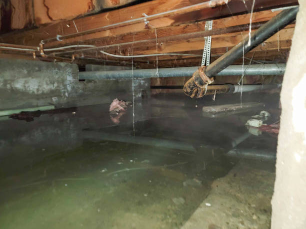 Best Water damage contractors near me  in Green Cove Springs, FL
