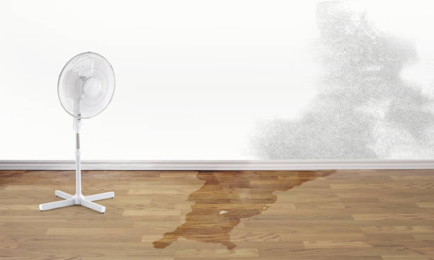 Best Water damage cleanup near me  in Green Cove Springs, FL